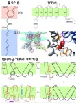 [과식 한끼-고추 3] 캡사이신과 통각 수용체 | 연재 > Bio뉴스 > 동향 | BRIC