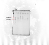 plasmid enzyme double cut 전기영동 해석 | 실험 Q&A > 커뮤니티 | BRIC