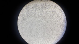 Raw cell이 lps에 자극을 받지 않습니다. 어떻게 해야 할까요ㅜ | 실험 Q&A > 커뮤니티 | BRIC