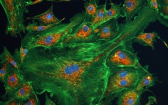 형광현미경 데모 실제 이미지(자이노머스랩) | 연구용제품 > Bio마켓 | BRIC