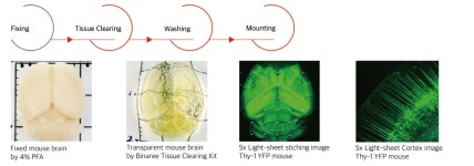 [BINAREE] HRTC-101- Binaree Tissue Clearing™ kit | 연구용제품 > Bio마켓 | BRIC