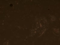 초보 대학원생이 cell실험 관련해서 질문 올립니다! | 실험 Q&A > 커뮤니티 | BRIC