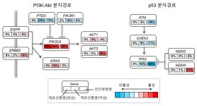 개와 인간의 공통 암 발생기작 밝혀냈다 | 뉴스 > Bio뉴스 > 동향 | BRIC