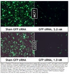 [Signagen 한국독점대리점] siRNA Transfection Reagent | 연구용제품 > Bio마켓 | BRIC