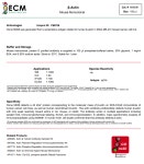 [ECM Biosciences 한국독점대리점] β-Actin M008 Antibody > BRIC [ECM Biosciences 한국독점대리점] β-Actin M008 Antibody