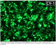 [Signagen 한국독점대리점] In Vitro Transfection Reagent for CV-1 Cells | 연구용제품 > Bio마켓 | BRIC