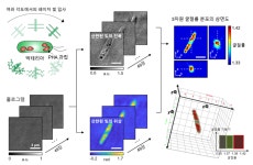 살아있는 미생물 내 바이오 플라스틱 생성 관찰 성공 | 뉴스 > Bio뉴스 > 동향 | BRIC