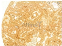 [Affinity] VEGFA Antibody / WNT1 Antibody! | 연구용제품 > Bio마켓 | BRIC