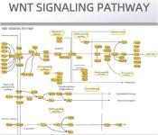 [Affinity] VEGFA Antibody / WNT1 Antibody! | 연구용제품 > Bio마켓 | BRIC