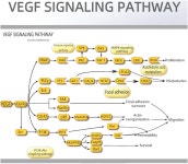 [Affinity] VEGFA Antibody / WNT1 Antibody! | 연구용제품 > Bio마켓 | BRIC