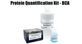 Protein Quantification Kit - BCA제품안내 | 연구용제품 > Bio마켓 | BRIC