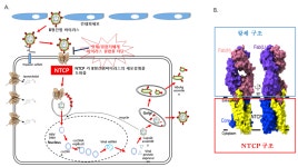 B형 간염, 간경병증, 간세포암 치료를 위한 획기적인 전기 마련 | 뉴스 > Bio뉴스 > 동향 | BRIC