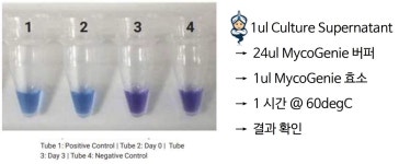 1시간 안에 육안으로 확인하는 Mycoplasma Detection Kits가 있다고요? 그 효율성을 체험해 보세요! | 연구용제품 > Bio마켓 | BRIC