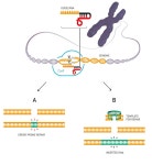 [과학자가 본 노벨상]_vol.3 2020 노벨화학상 : CRISPR-Cas9 작동원리 규명으로 유전체교정의 혁명을 이끌다