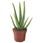 ALOE VERA potted plant, Aloe, 12 cm - IKEA ALOE VERA potted plant, Aloe, 12 cm