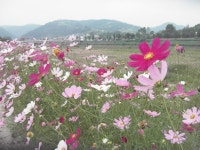 소통·참여 > 군정소식 > 읍면소식 > 전체 상세 페이지