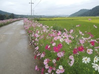 임실군 > 신평면 > 새소식 > 공지사항