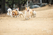 반려동물, 배려하면 행복해집니다 | 굿모닝인천 반려동물, 배려하면 행복해집니다
