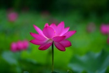 홈>알림 마당>포토 광장>계양공원 > 연희공원 紅蓮 | 인천의 공원