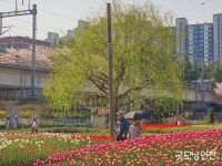 시민의 詩선 : 봄 나들이 | 굿모닝인천 시민의 詩선 : 봄 나들이