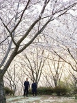 시민의 詩선 : 봄 나들이 | 굿모닝인천 시민의 詩선 : 봄 나들이