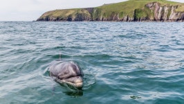 Search teams fear the worst as Fungie remains missing since last Thursday - Independent.ie Search teams fear the worst as Fungie... 