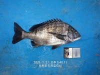 삼천포 진프로피싱 감성돔 조황 주중 주말 예약 가능합니다.