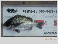 해금강 태성호 5 2 Cm 대물감성돔과 잔당+3차 이벤트