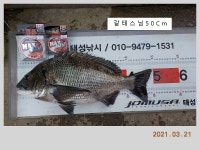 해금강 태성호 대물감성돔 50 / 47 / 41Cm + 3차 이벤트