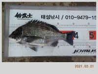 해금강 태성호 대물감성돔 50 / 47 / 41Cm + 3차 이벤트