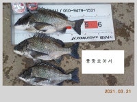 해금강 태성호 대물감성돔 50 / 47 / 41Cm + 3차 이벤트
