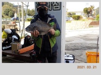 해금강 태성호 대물감성돔 50 / 47 / 41Cm + 3차 이벤트