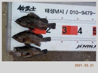 해금강 태성호 대물감성돔 50 / 47 / 41Cm + 3차 이벤트