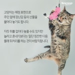 개 vs 고양이, 심쿵 매력 대결