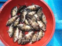 삼천포 진프로피싱 볼락 주.야간 매일 출조 합니다.