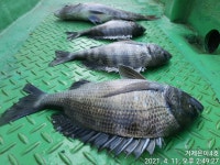 《감성돔》거제도 내만 어초ㆍ여밭에서~