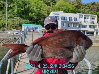 통영풍화리(태성레저선외기) 참돔 58,38외조황 ~~