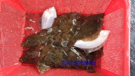 원전 바.보.집 도다리조황 입니다^^