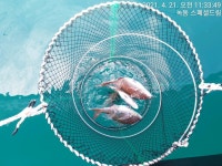 ☆수요일낚시 거문도 다녀왔습니다.☆