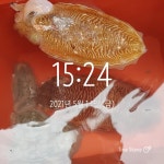 (여수타이슨호)금요일 갑오징어조황!!(내일자리여유)