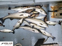 레전드피쉬《농어루어 》오늘은 몇마리 안되네요!