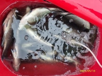 척포)최선장~씨알급 벵에돔~마릿수로~