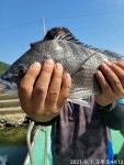 통영 한바다호)42외 감성돔 조황입니다