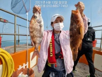 [여수 퍼펙트호]광도.평도.초도 붉바리.민어.참돔.우럭.광어.농어 외수질 출조합니다