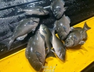 6월7일 통영 국도 긴꼬리벵에돔 씨알이 점점 커지네요~