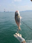 [진해해그린호]내일 백조기 & 전갱이 자리여유 있습니다.