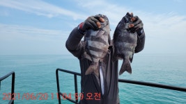 고흥 한바다2호 주말 조황 및 출조 안내