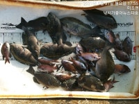 벵에돔 산란기?!?!