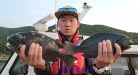 (매물도) 씨알급 벵에돔 마리수,,,, 이벤트 진행중 (매물도) 씨알급 벵에돔 마리수,,,, 이벤트 진행중