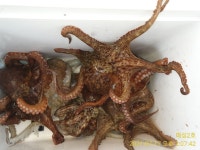 《고성 매섬2호》주간 야간 문어조황 조황입니다 굿굿~!